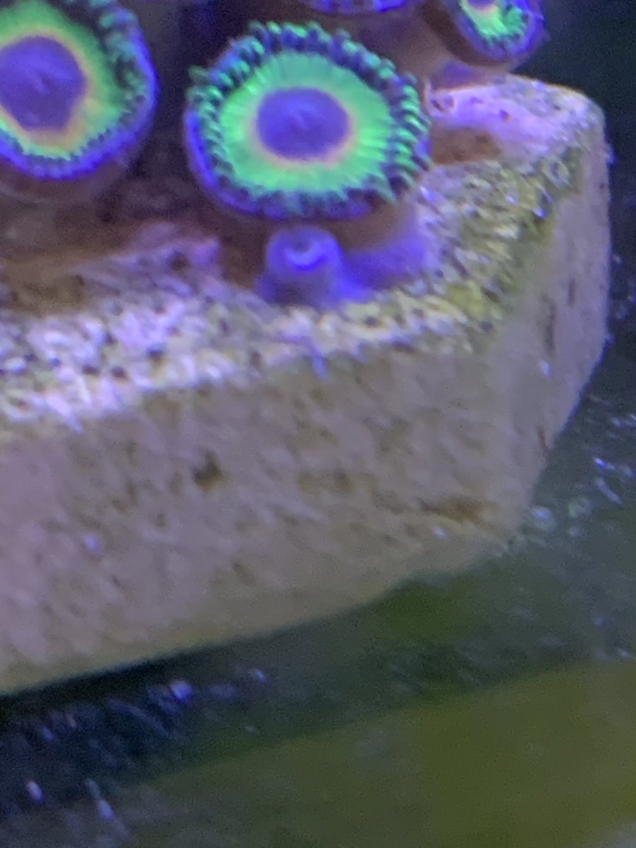 New Zoa Polyp’s (what do they look like? | Reef2Reef