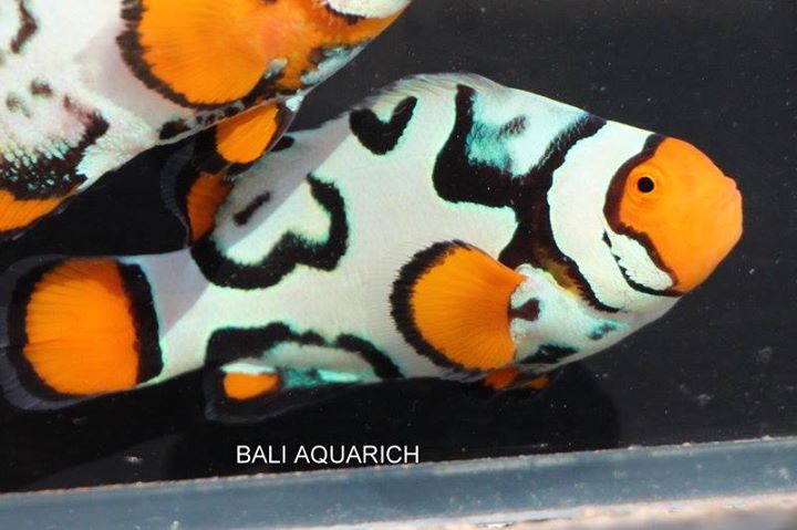 Bali-Aquarich-Nebula-Clownfish.jpg