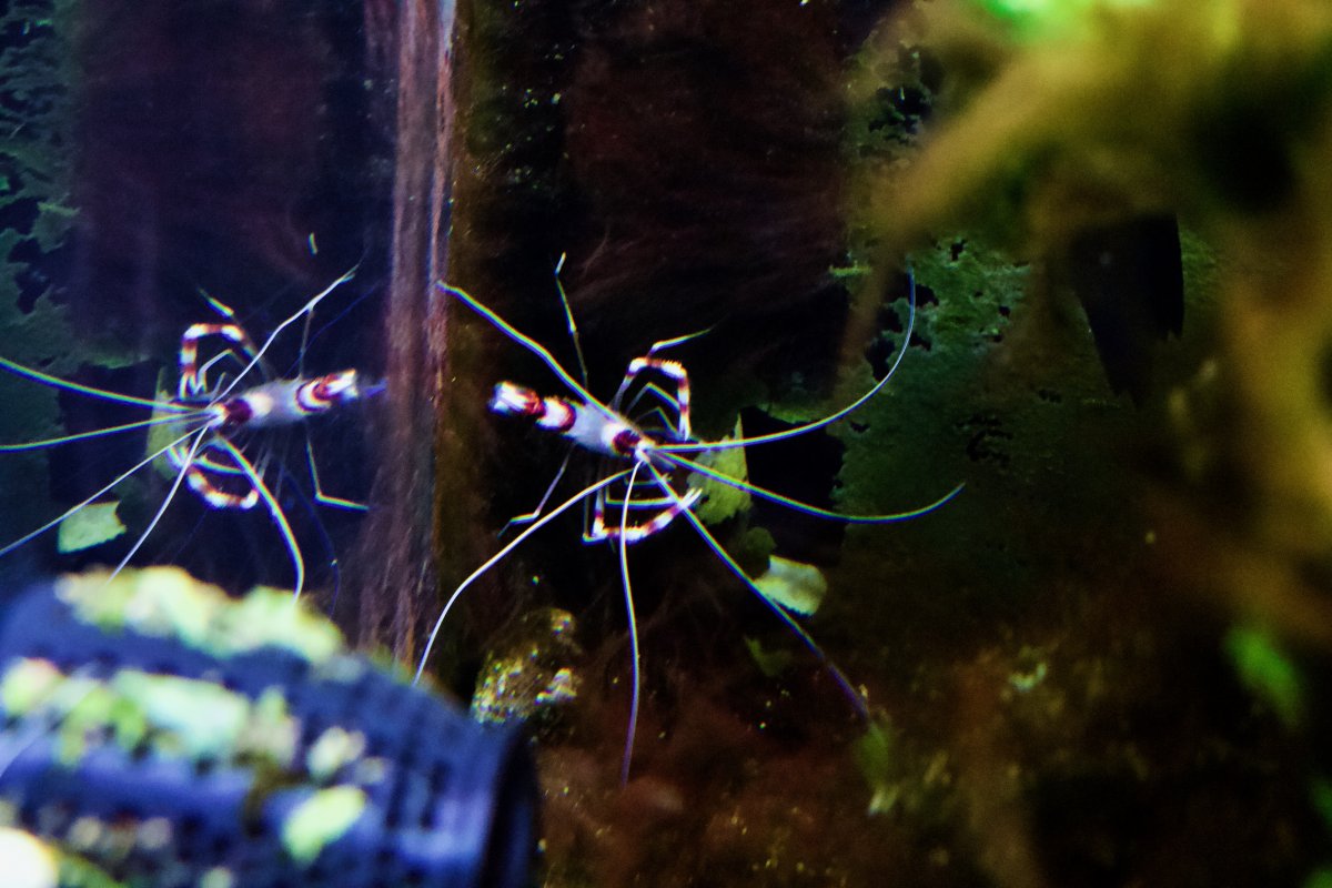 Banded Coral Shrimp - 1.jpeg
