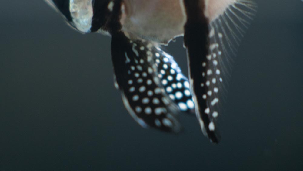 Sexing Banggai Cardinalfish  REEF2REEF Saltwater and Reef Aquarium Forum