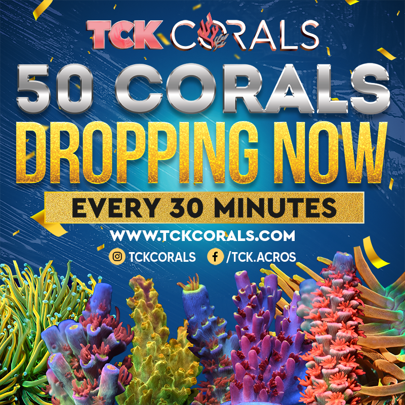BANNER 50 CORALS DROPPING NOW 800 X 800.png