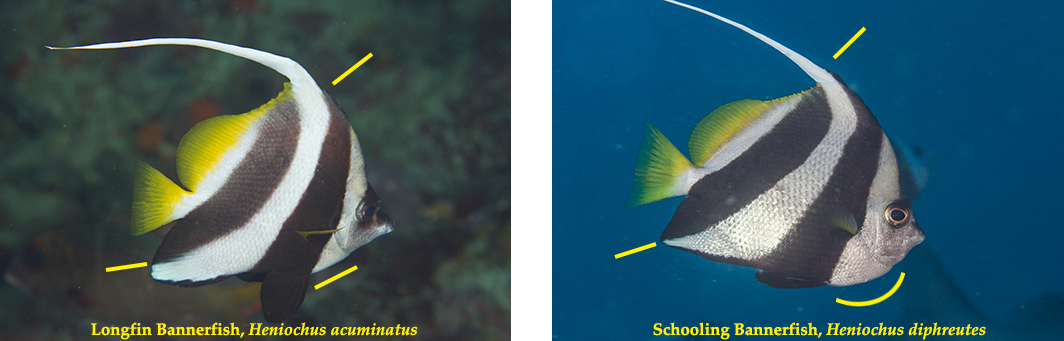 bannerfish-compare.png