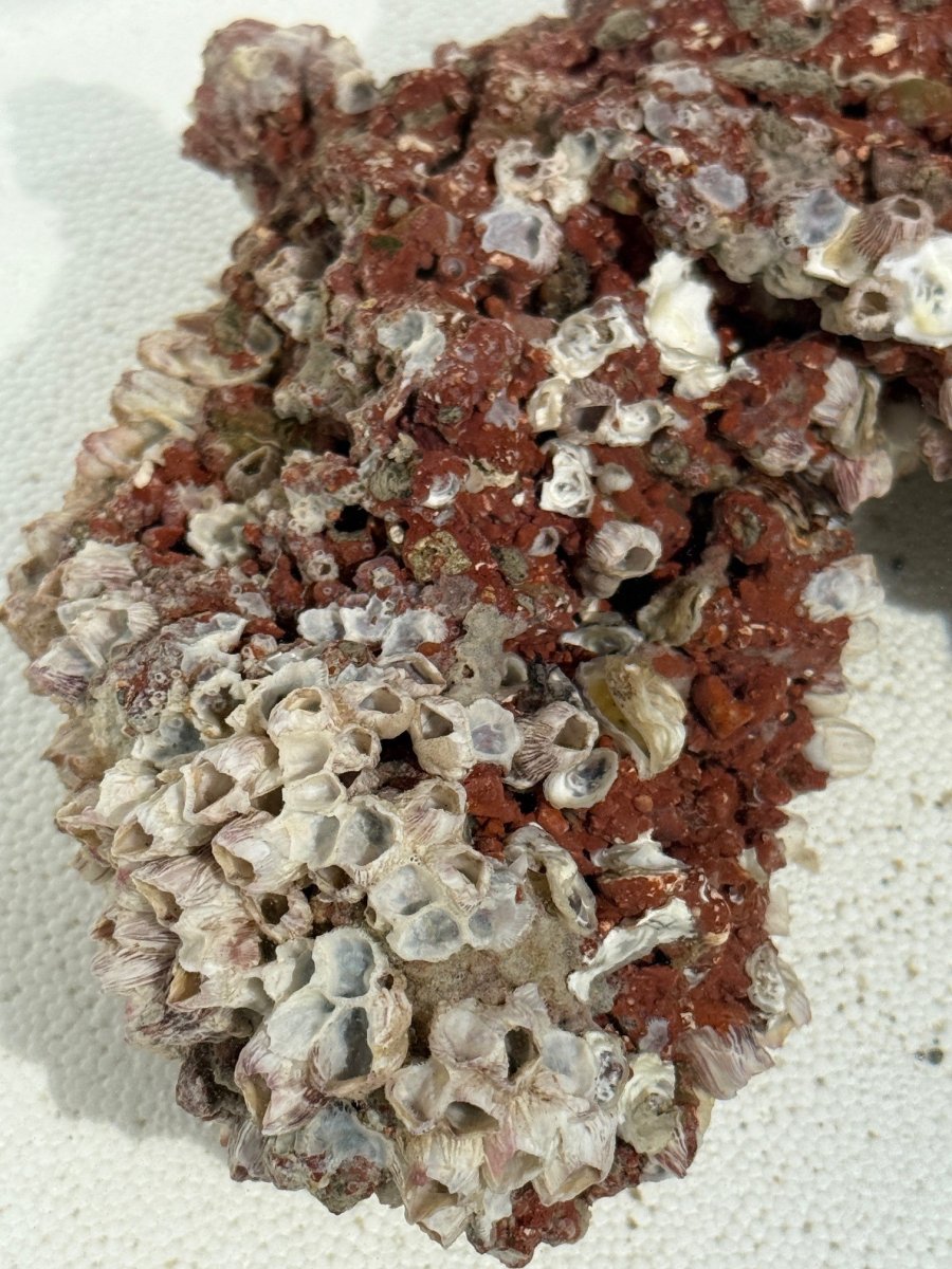 MarcoRocks Maricultured Live Rock” | Reef2Reef