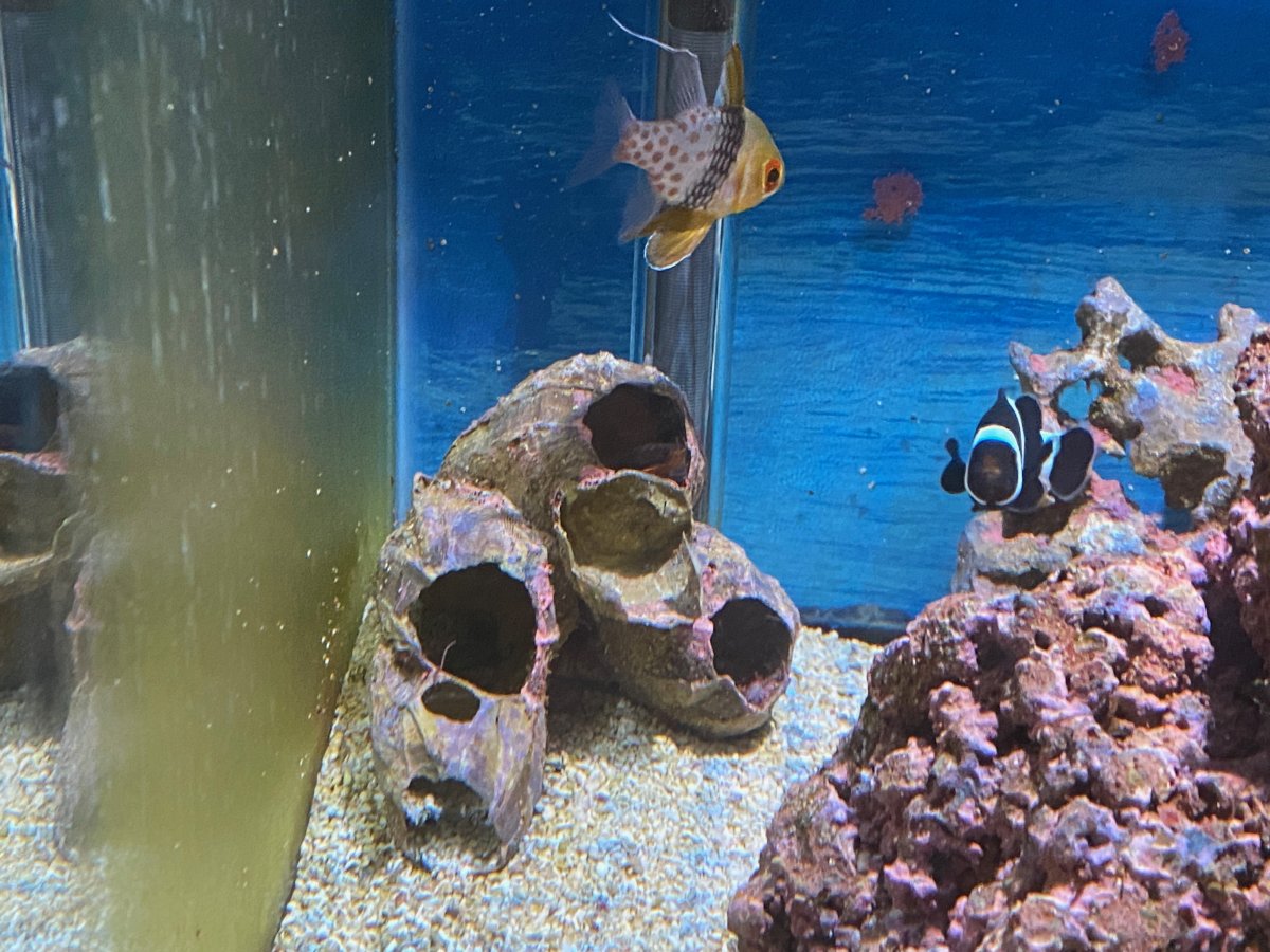 barnacle_damage.jpeg