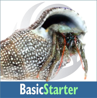 BasicStarter1000_400x.jpg