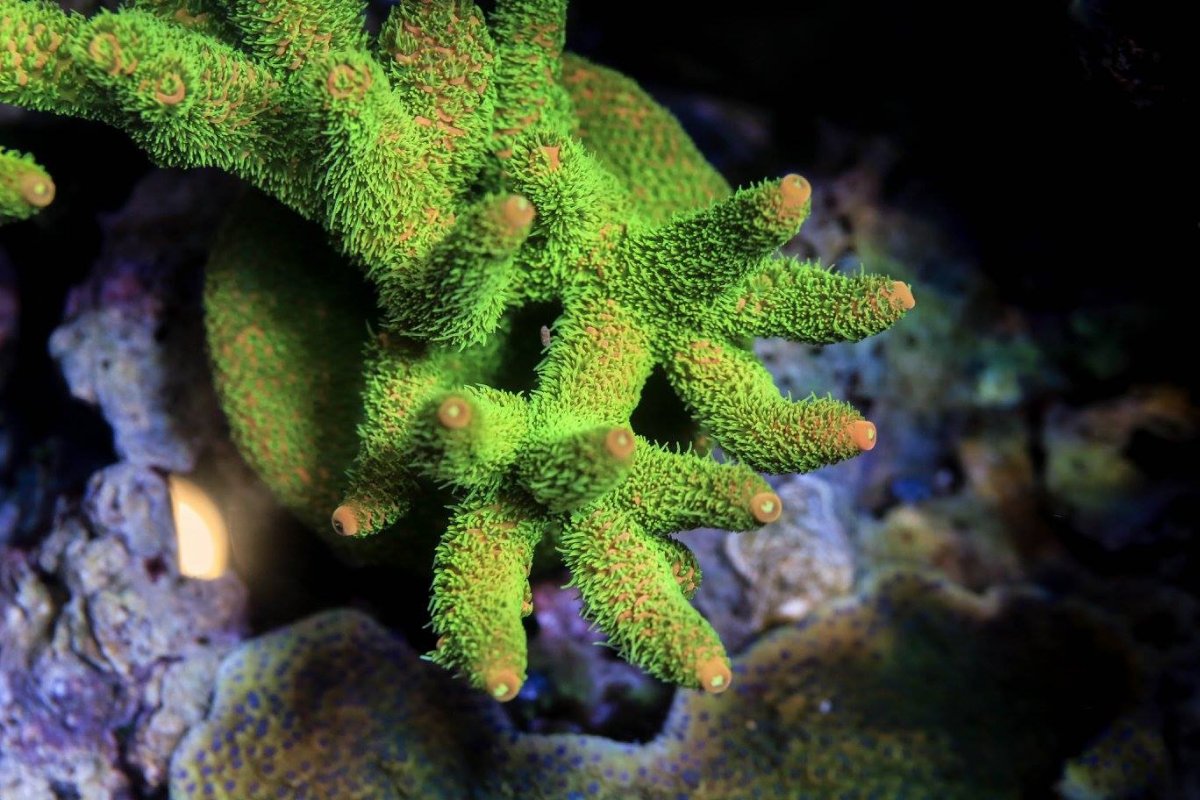 Battle Corals Schizopolis.jpg