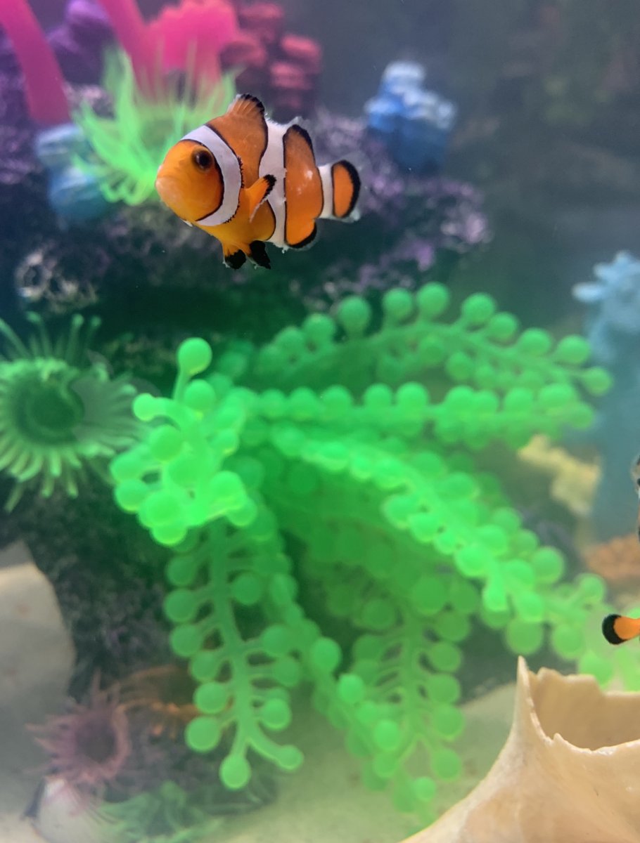 Clown fish with white on fins | Page 2 | Reef2Reef