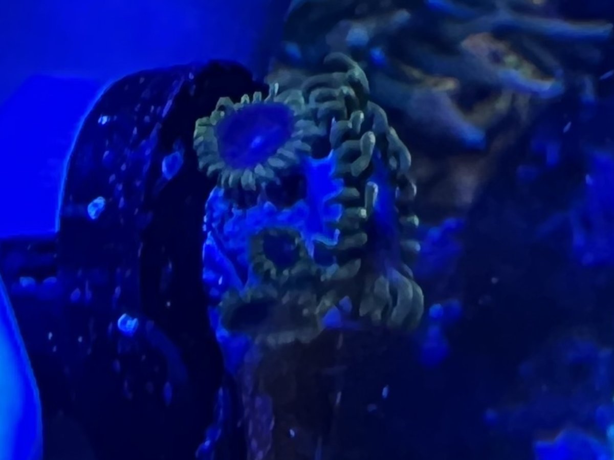 Pennsylvania Live Goods Thermosphere Zoa—4 polyps!!!!! REEF2REEF