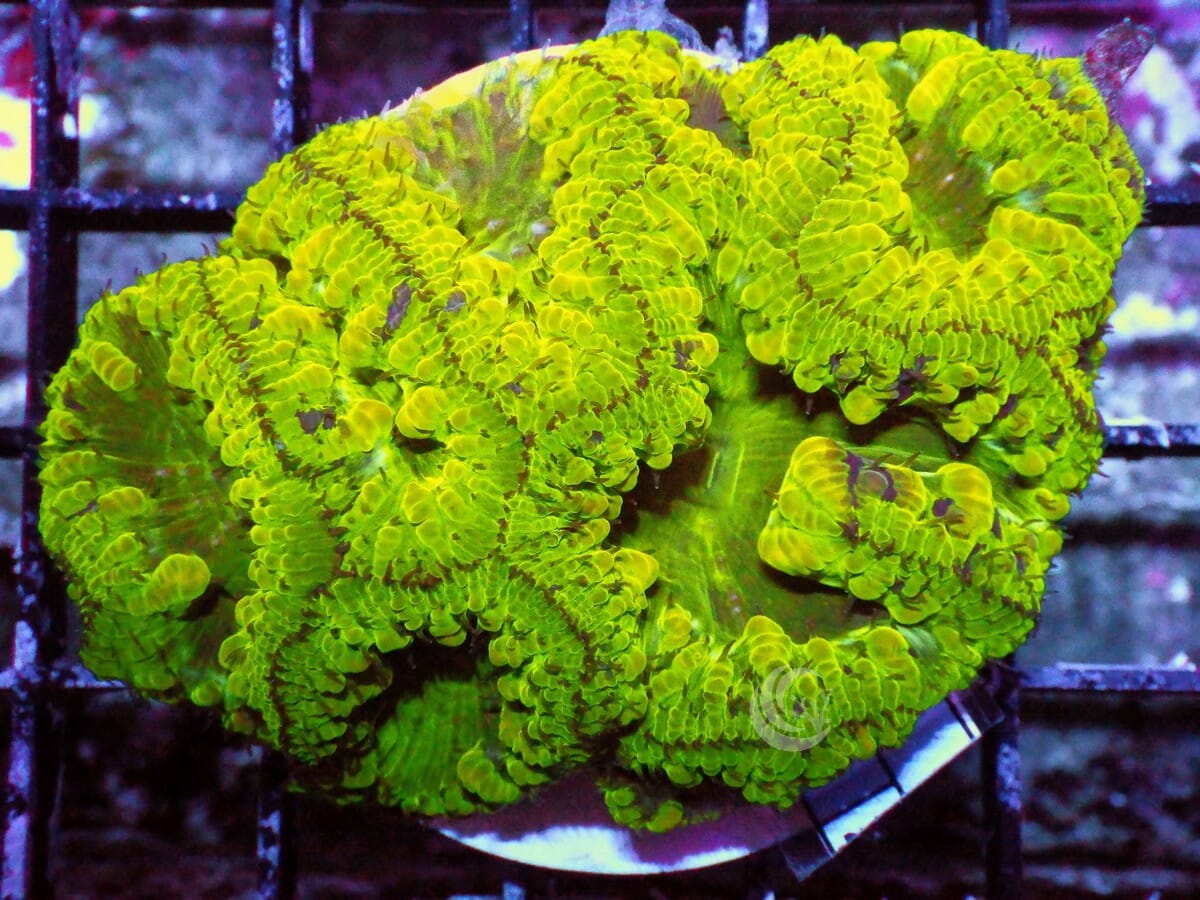 BBS1025_1200x.jpg