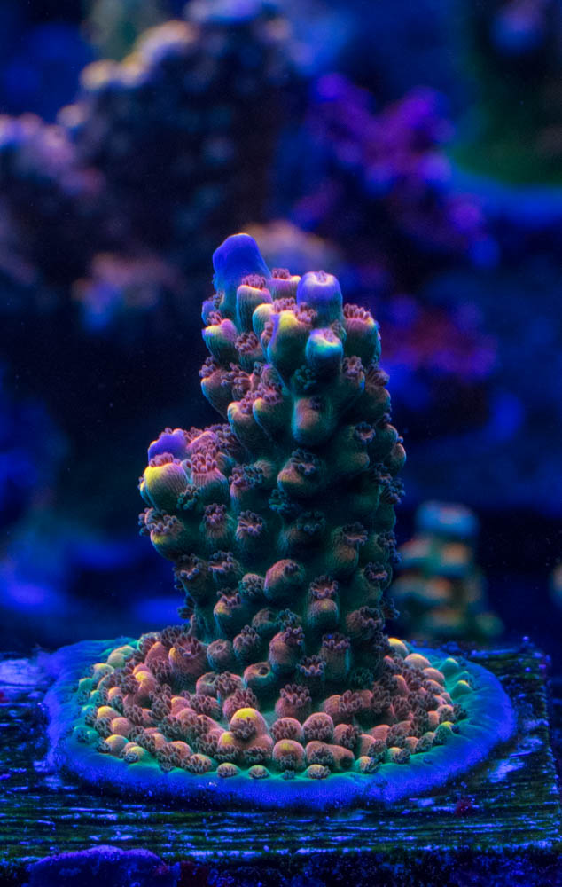 BBU Growout Reefbrites.jpg
