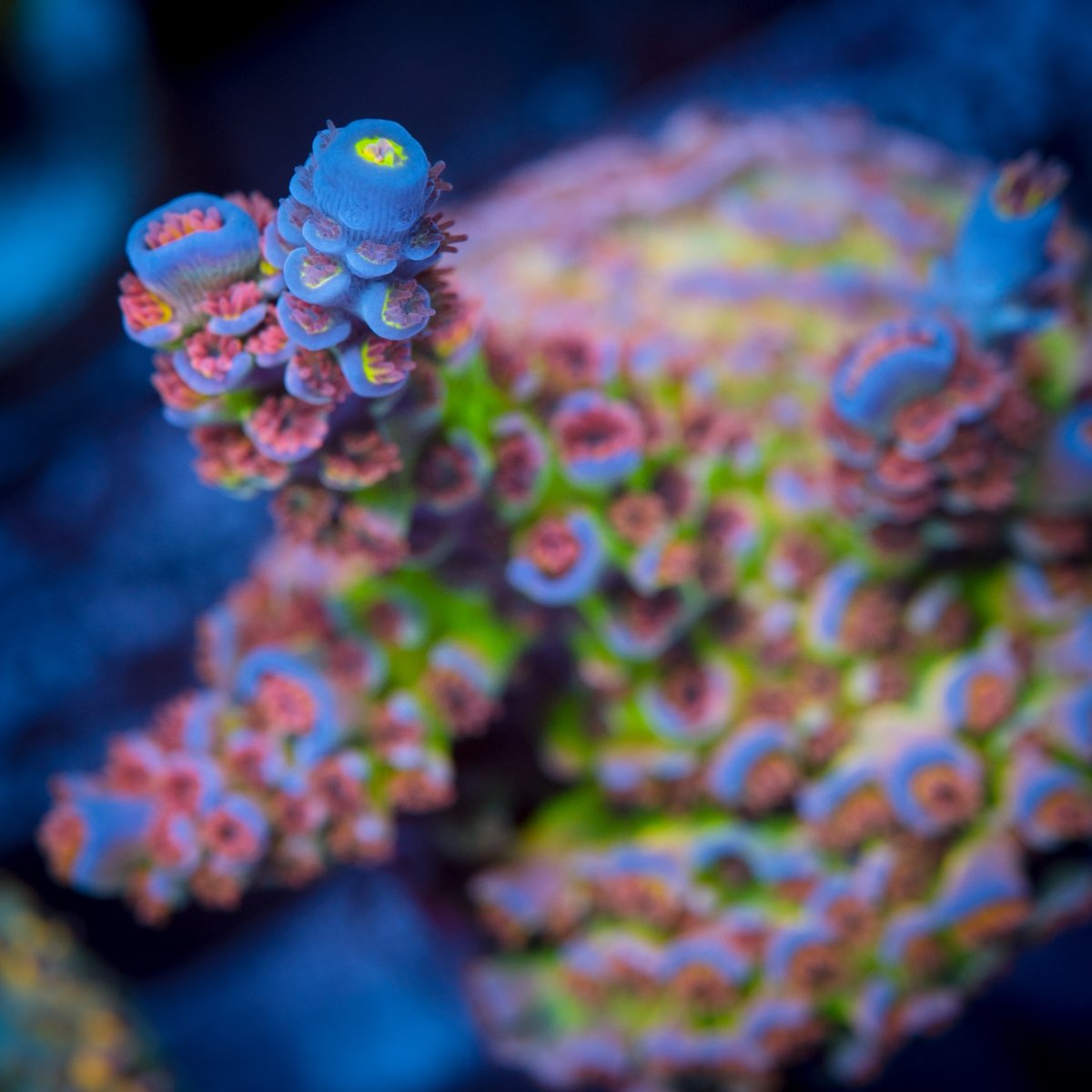 BC Lasermelon (2).jpg