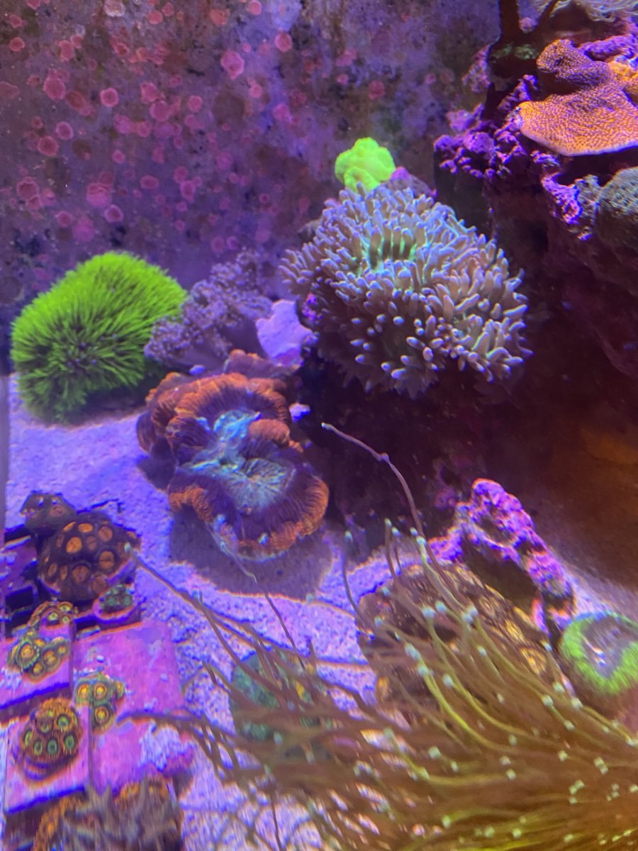 Possible trachy infection | Reef2Reef