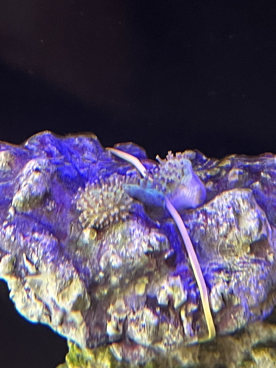 Can I cut toadstool at the base? | Reef2Reef