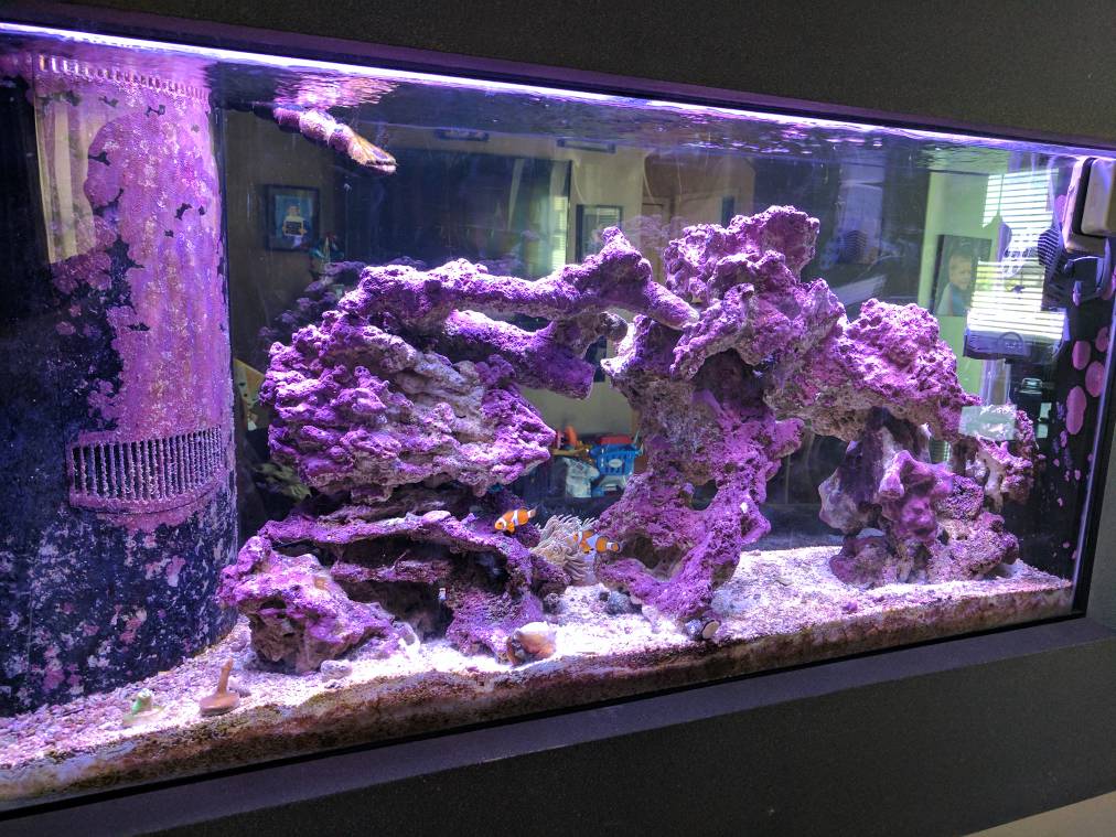 QUESTION OF THE DAY How important is coralline algae to you and