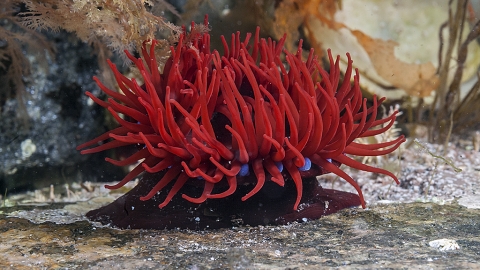 Beadlet anemone ©marknthomasimages.co_.uk_.jpg