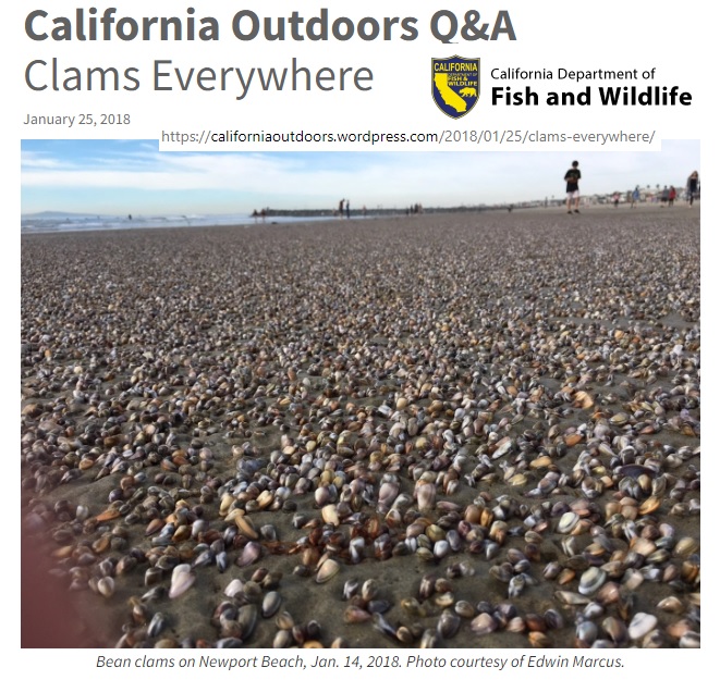 Bean clam outdoor CA.jpg