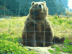 Bear Hi.gif