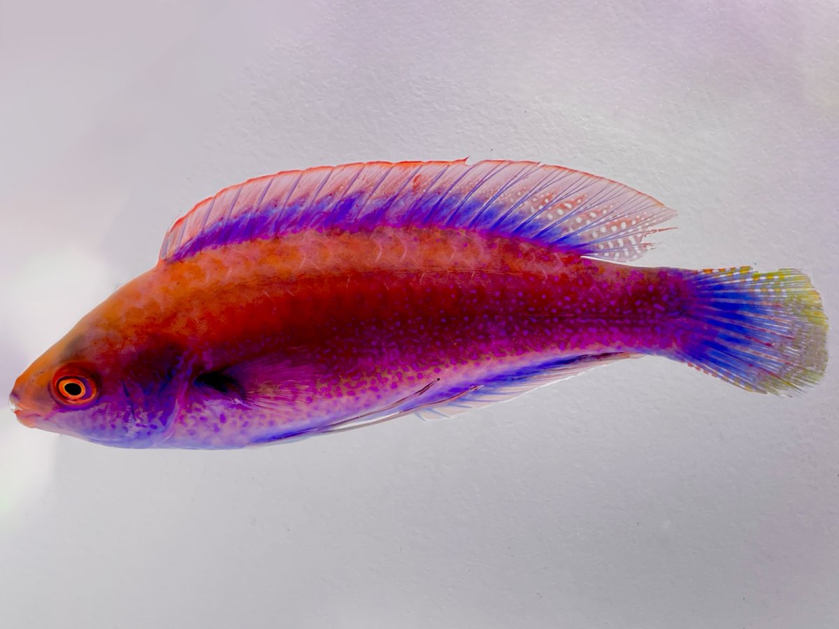 Beau's Wrasse.jpg