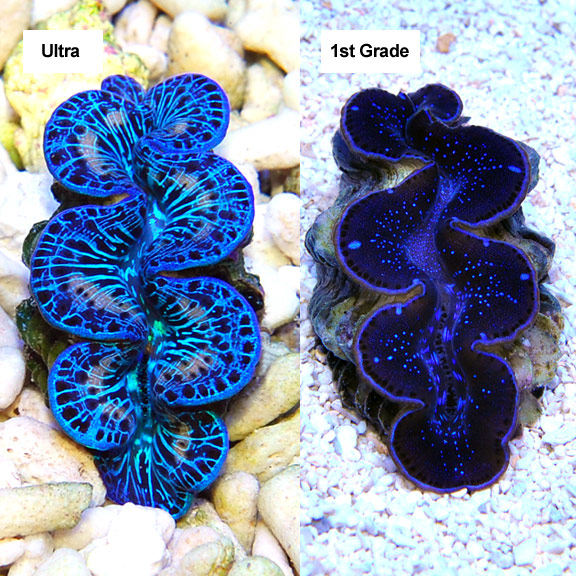 One Of The Most Beautiful Clams Ever.  REEF2REEF Saltwater and Reef  Aquarium Forum
