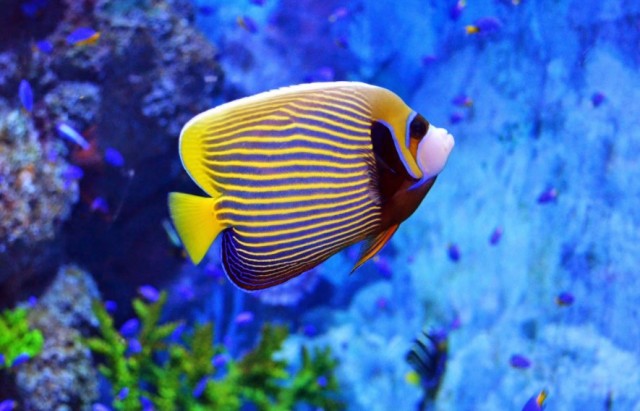 beautiful-angelfish-blogspot.com_.jpg