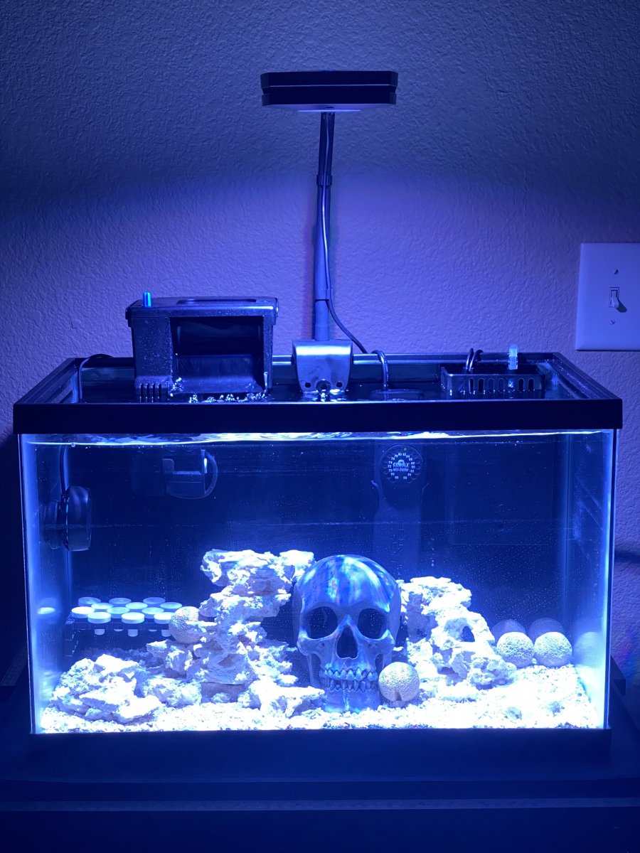 Saltwater themed freshwater tank cheap