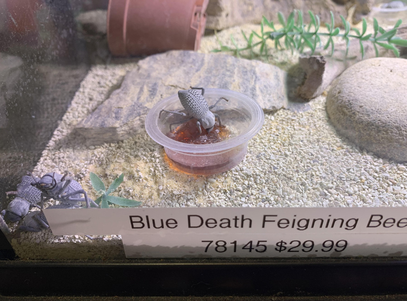 Beetle.jpg