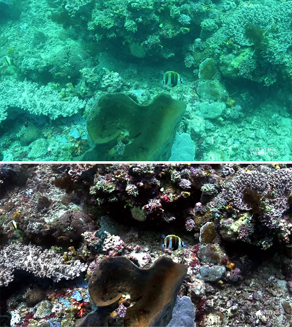 before-after-underwater.jpg