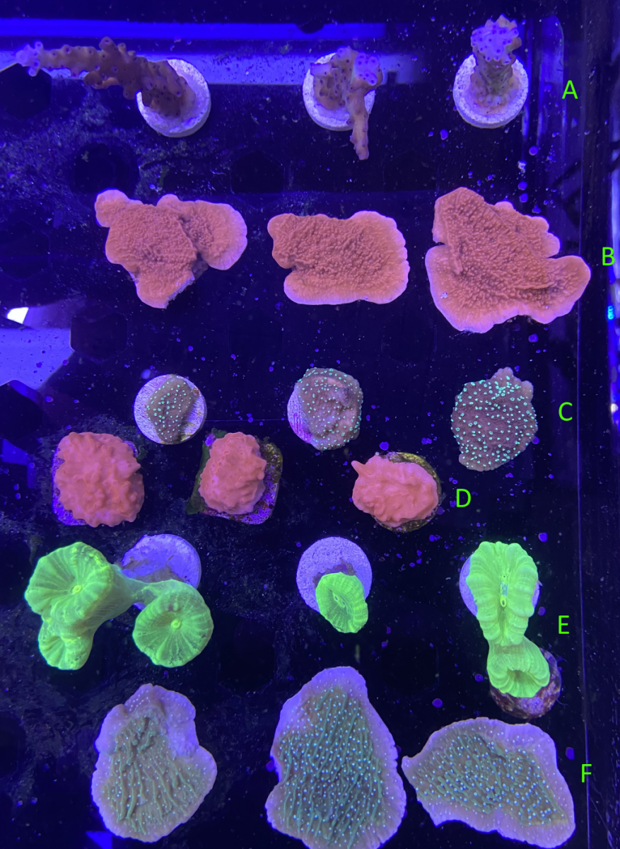 beginner_Coral_pack_02.png