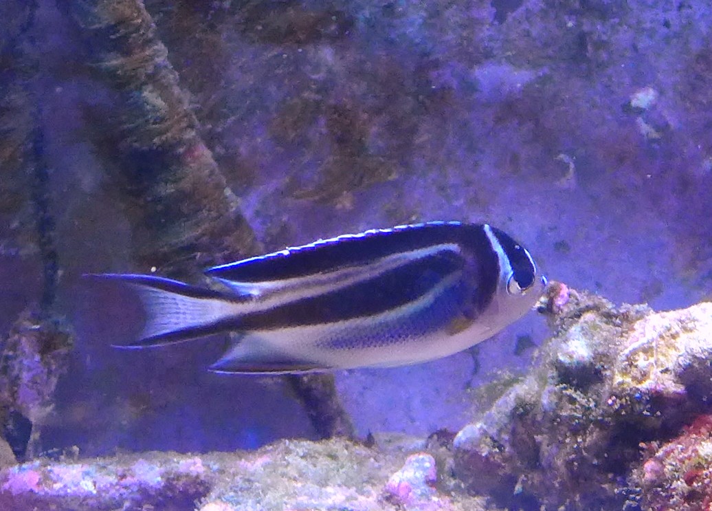 Bellus Anglefish.JPG