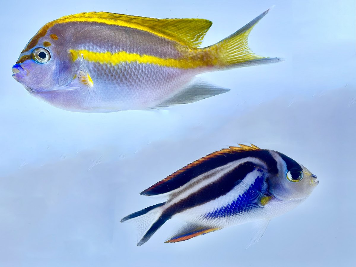 New Fish!! WEEKLY UPDATE FROM REEF PRO! Choat's Red Leopard Wrasses ...