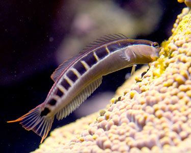 What’s your favorite “colorless” fish? | Page 2 | Reef2Reef