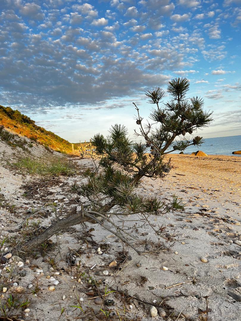Bent tree on beach.jpg