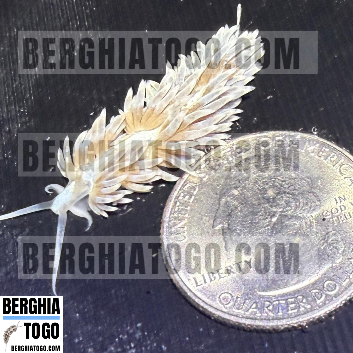 BERGHIATOGOCOM.png