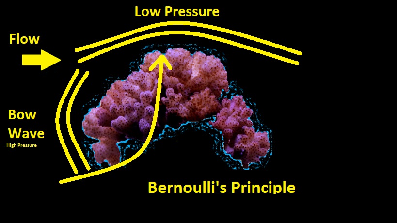 Bernoulli's.jpg