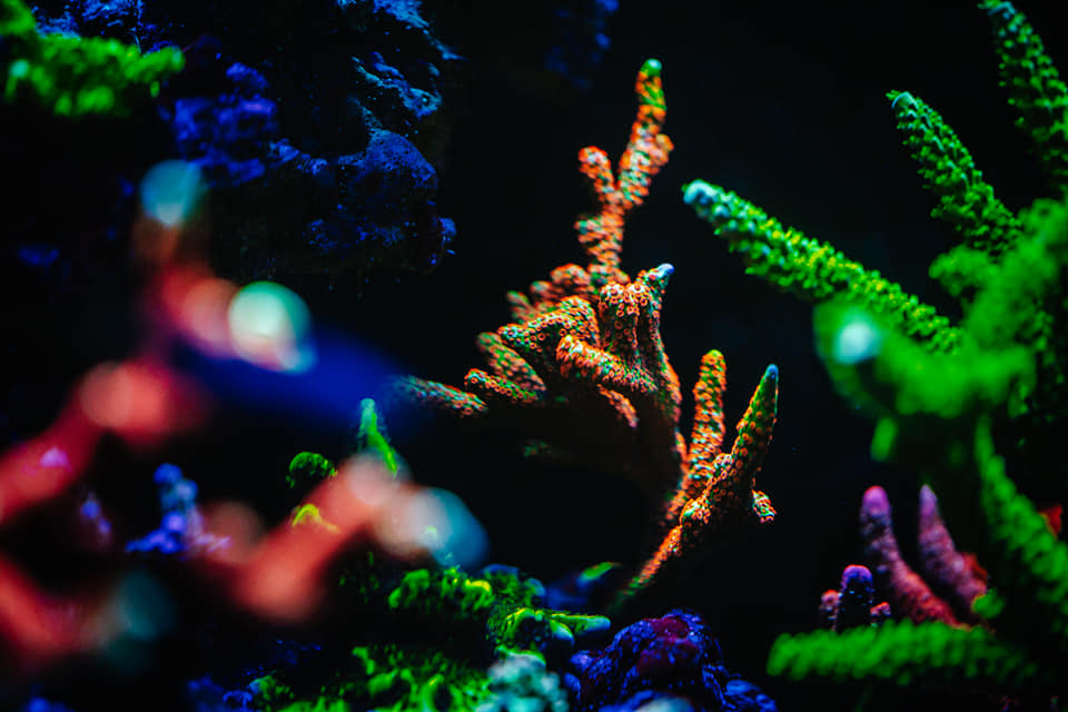best coral color or3 led light.jpeg