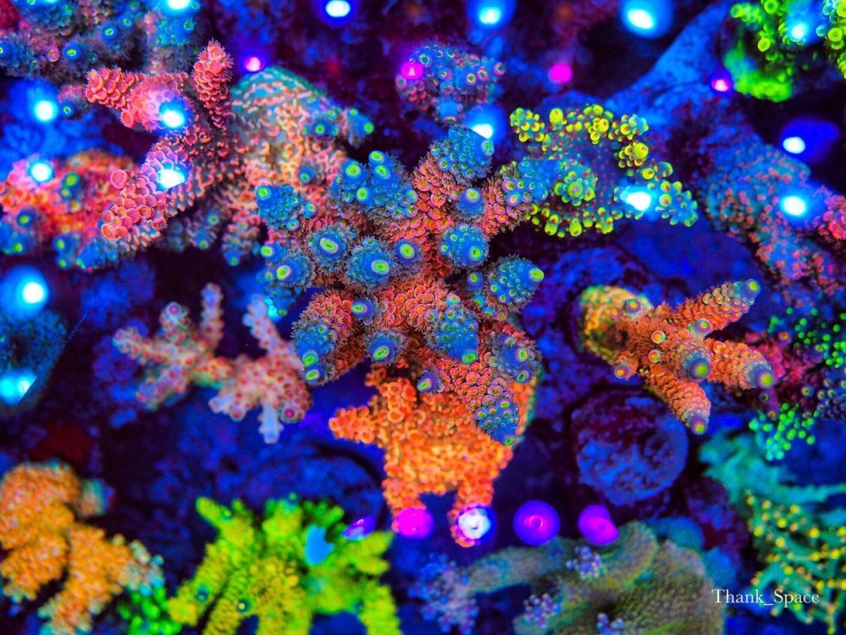 The-best-reef-aquarium-coral-fluorescent-pop-color OR 3 LED bar 