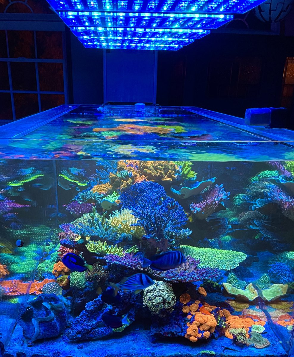 best reef aquarium led light atlantik icon .JPG