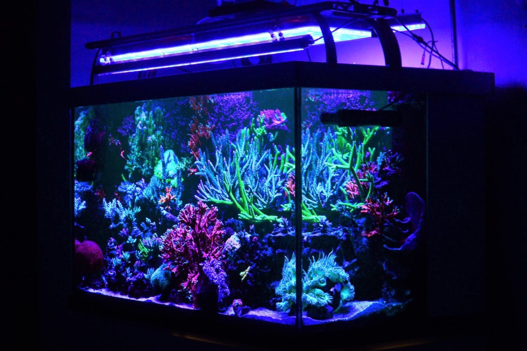 Best-Reef-aquarium-LED-lights-2019.jpg
