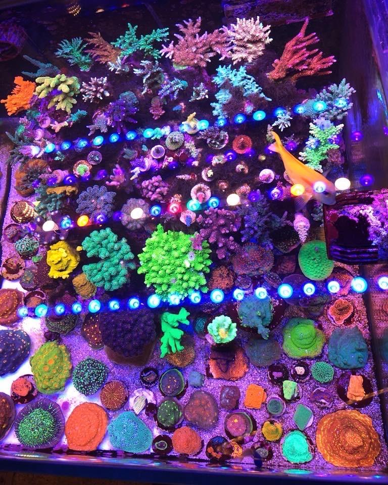 Best-Reef-aquarium-LED-lights-2020-Orphek.jpg