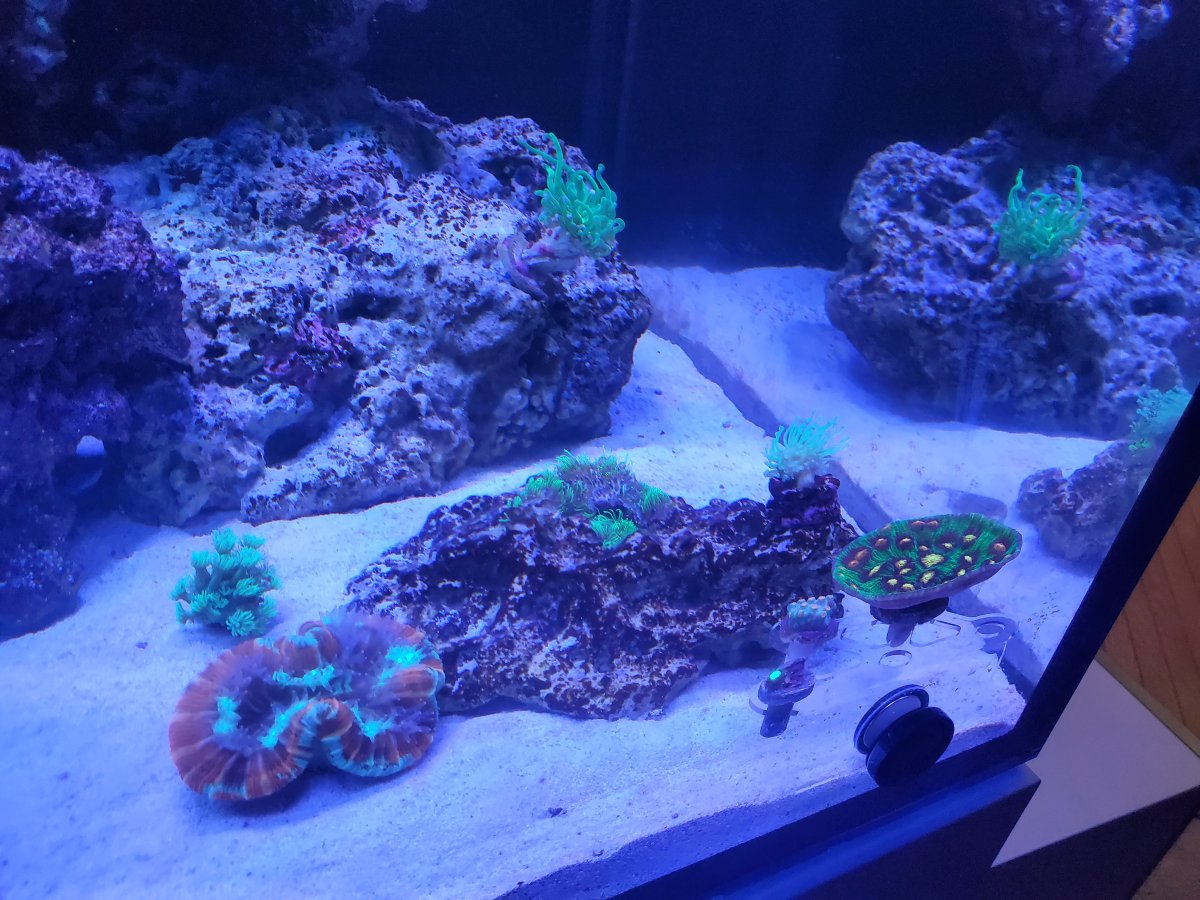 BF corals.jpg