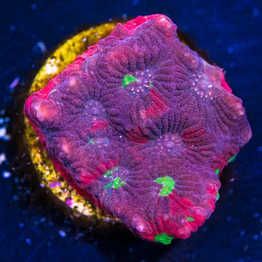 bi color war coral.jpg