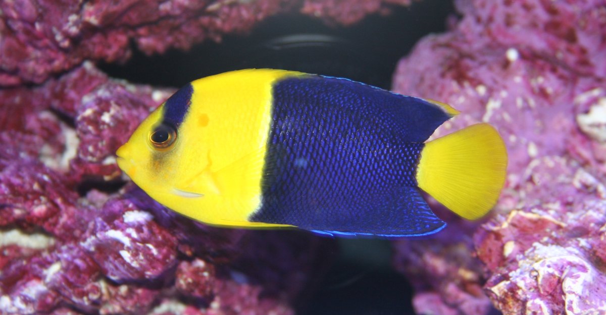 Bicolor 1.JPG