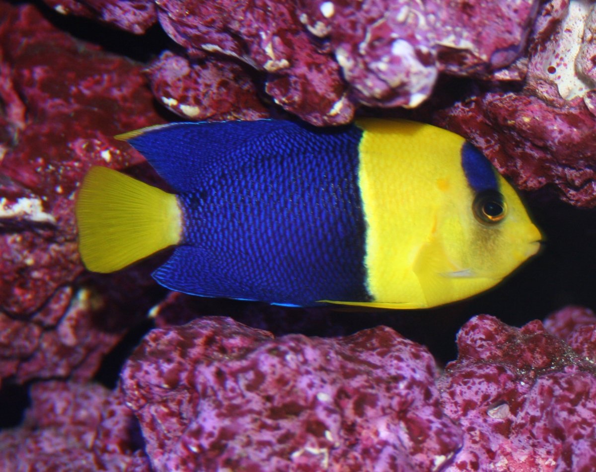 Bicolor 3.JPG