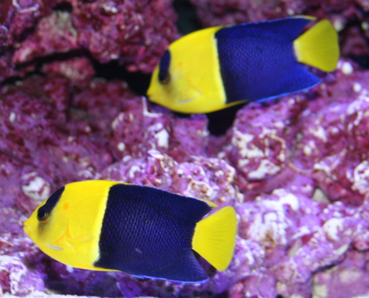 Bicolor 4.JPG