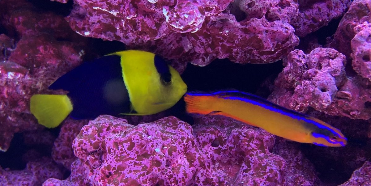 Bicolor-Dutoti.jpg