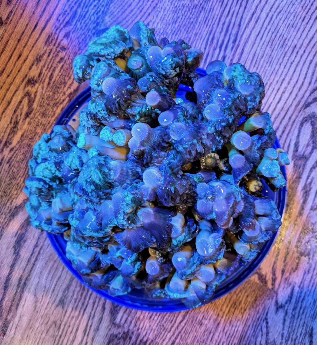 Duncan Bubble