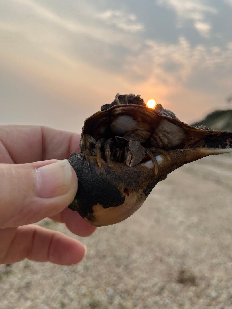 Big Hermit crab.jpg