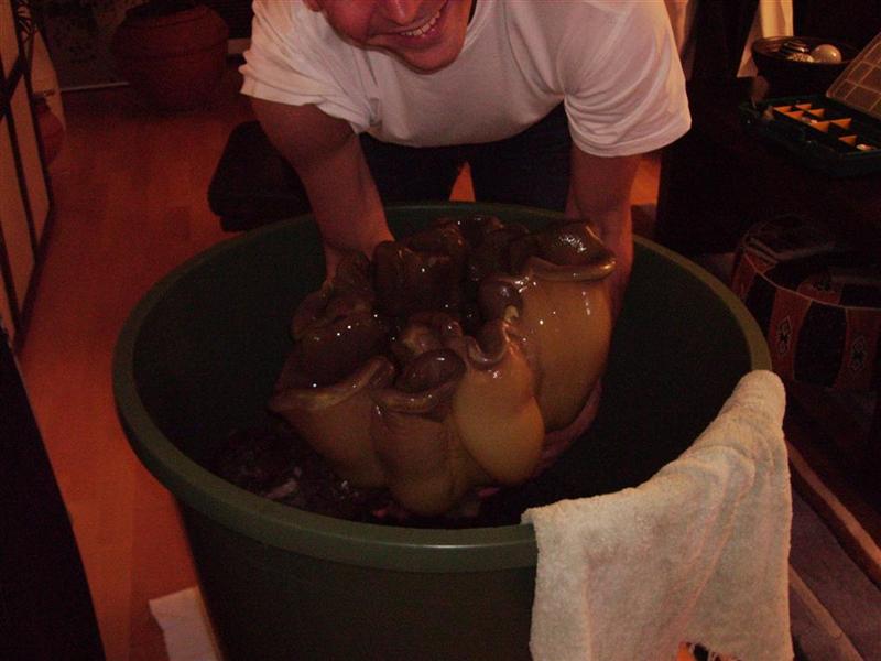 Big sarcophyton.JPG