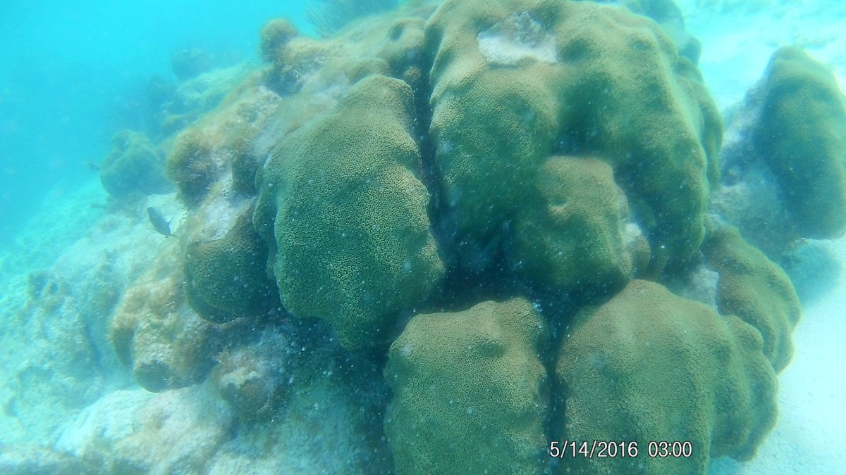 big stony coral 3.JPG