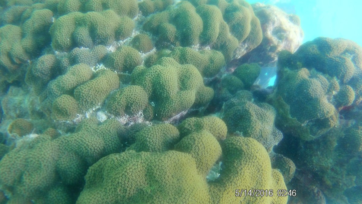 big yellow coral patch.JPG